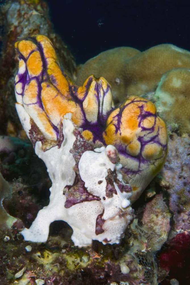 Indonesia Frogfish mimics a sea squirt